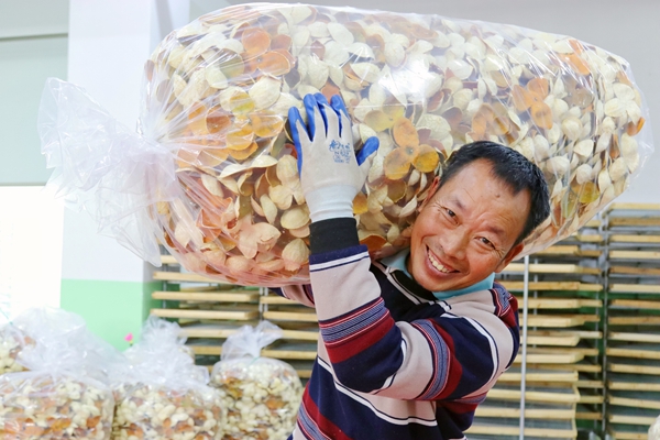 陈皮丰收。毛丽婷摄