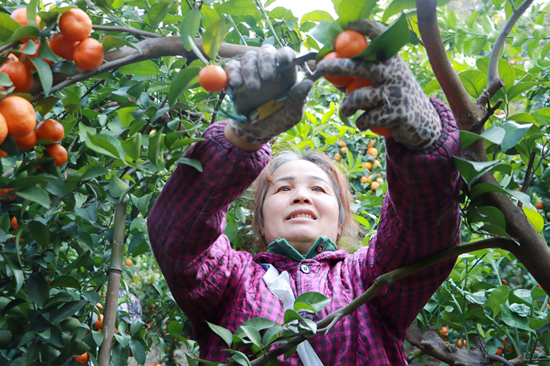 工人採摘砂糖橘。韋新娜攝