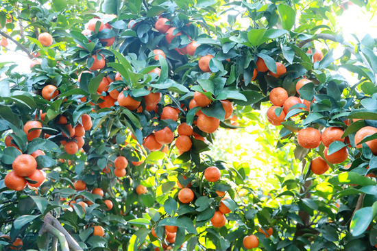 砂糖橘挂滿枝頭。韋新娜攝