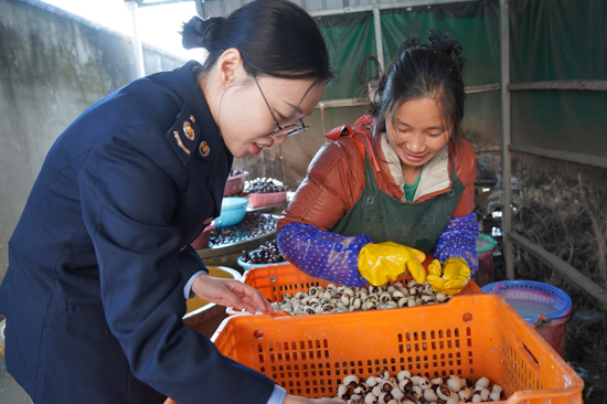 桂林市临桂区税务局税务干部走进马蹄加工厂,实地了解马蹄初加工流程,同步开展税法宣传与政策辅导。肖婷摄