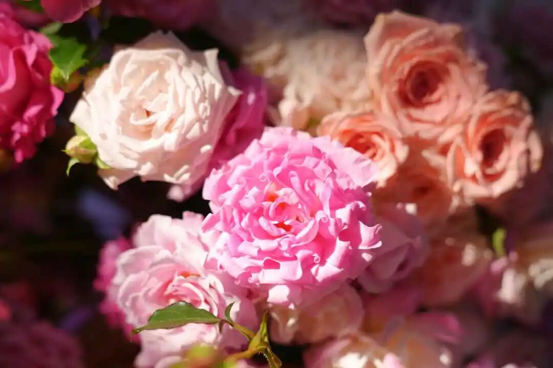 自主培育的新品种月季。呈贡区融媒体中心供图