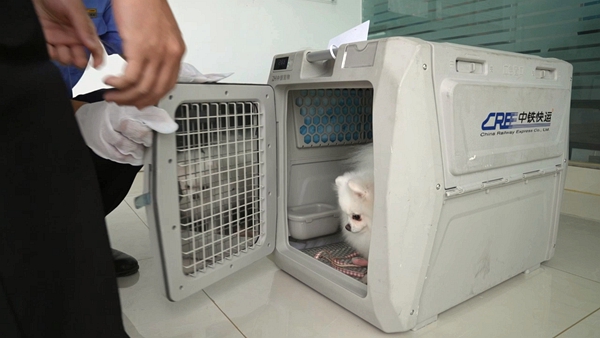 中铁快运南宁东站营业工作人员正在办理宠物托运业务手续。程睿哲摄