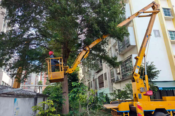 为金叶园小区住户修建树木。蒙凌轩摄
