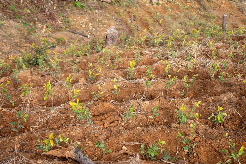 種植好的茶葉。毛麗嬌攝