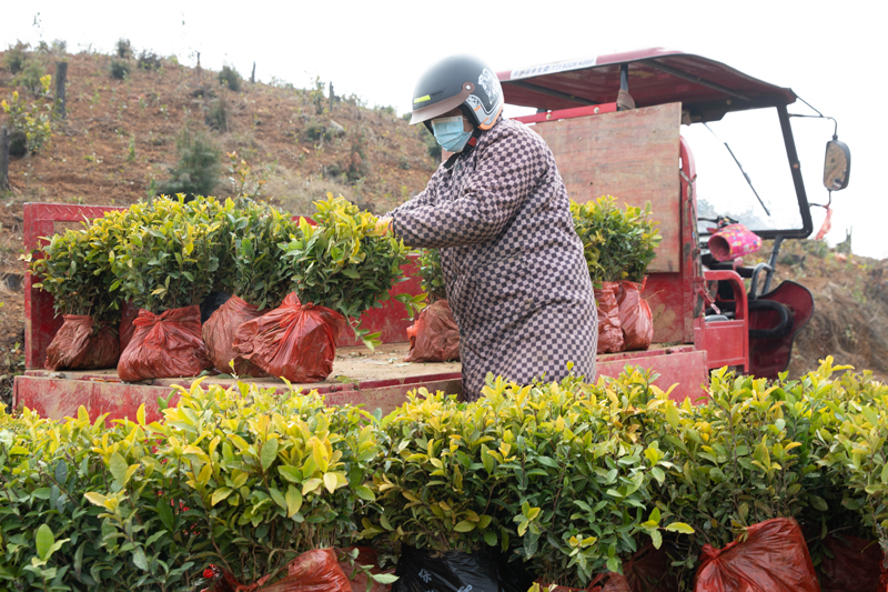工人正在搬運茶葉苗。鄧瑩仙攝