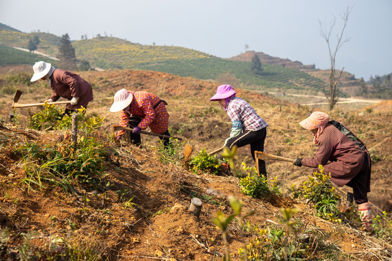 工人正在種植茶葉。毛麗嬌攝
