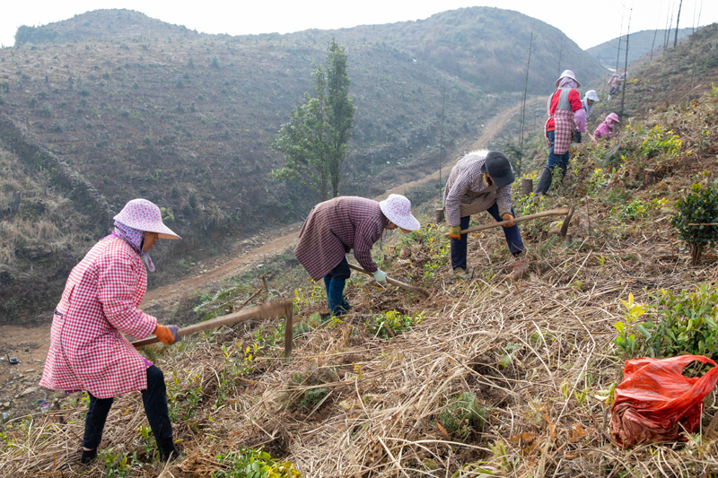 工人正在種植茶葉。鄧瑩仙攝