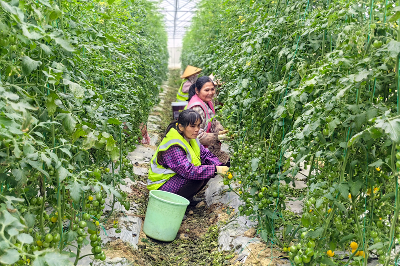 工人採摘番茄。