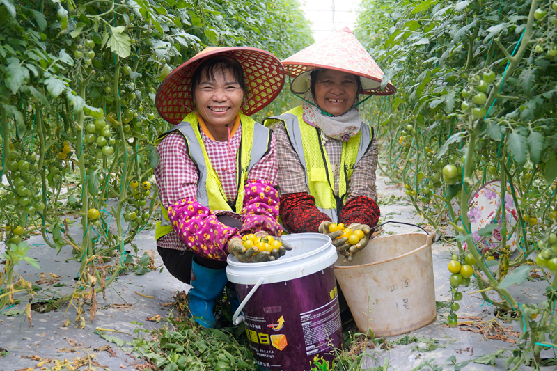 番茄豐收,喜笑顏開。