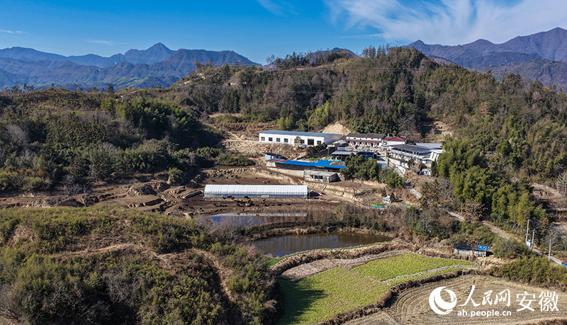 旌德县版书镇隐龙村，群山环抱的黄牛养殖基地。