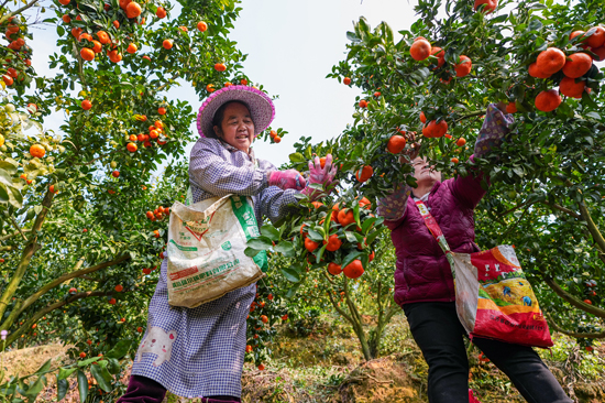 果农采摘沙糖桔