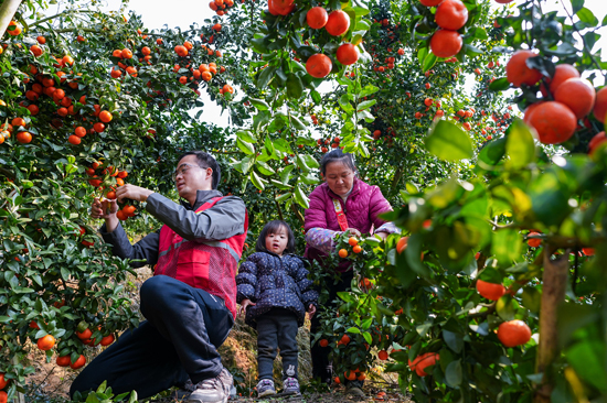百陇村第一书记陈鸿鑫和果农一起采摘沙糖桔