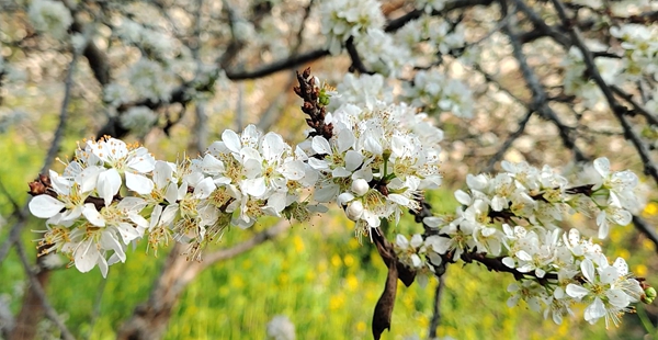 李花盛开。