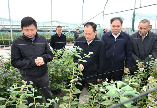 欽州市人大代表農業與農村小組集中視察調研現代設施農業發展情況。譚乃豪攝