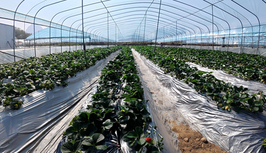 平桂区：小草莓“链”出乡村振兴甜蜜路