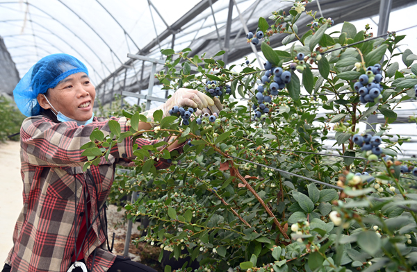 果农在采摘蓝莓