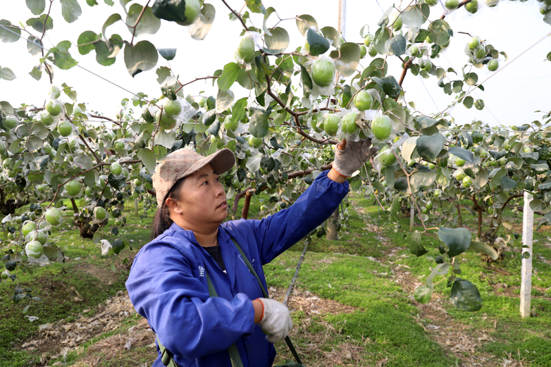 杨朝梅正在采摘大青枣。
