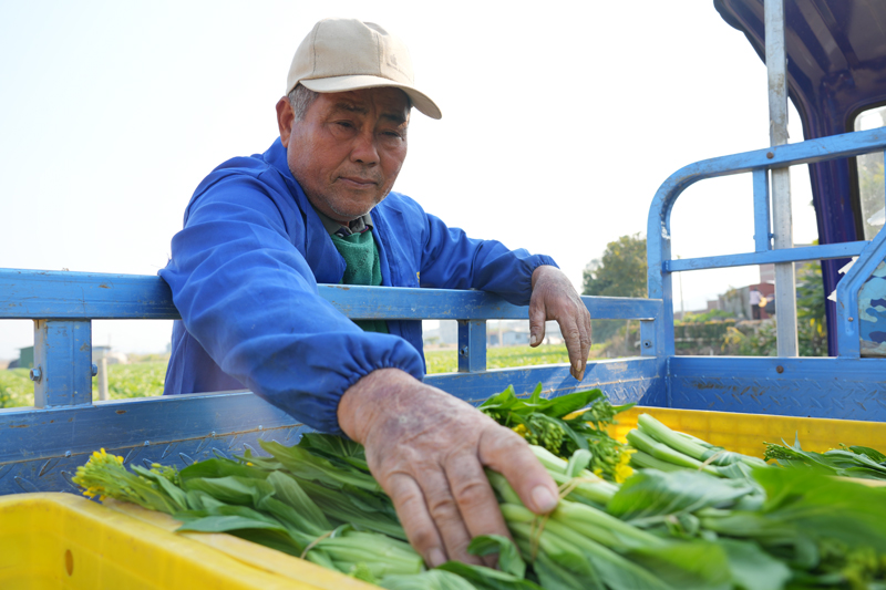 种植户在整理菜心装车。