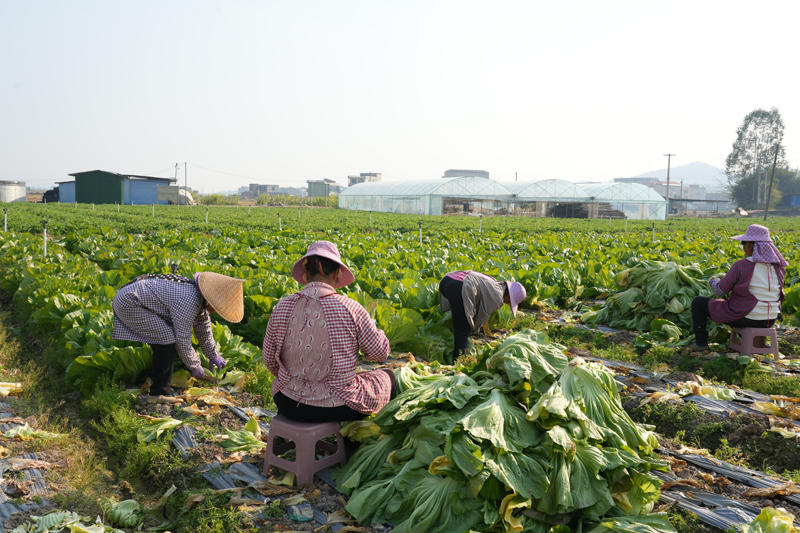 村民在收割芥菜。
