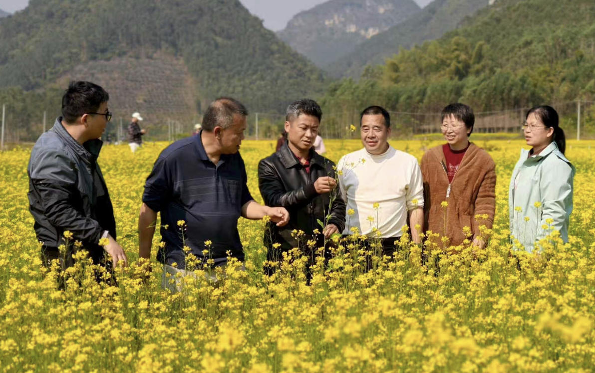 专家组察看本地油菜长势