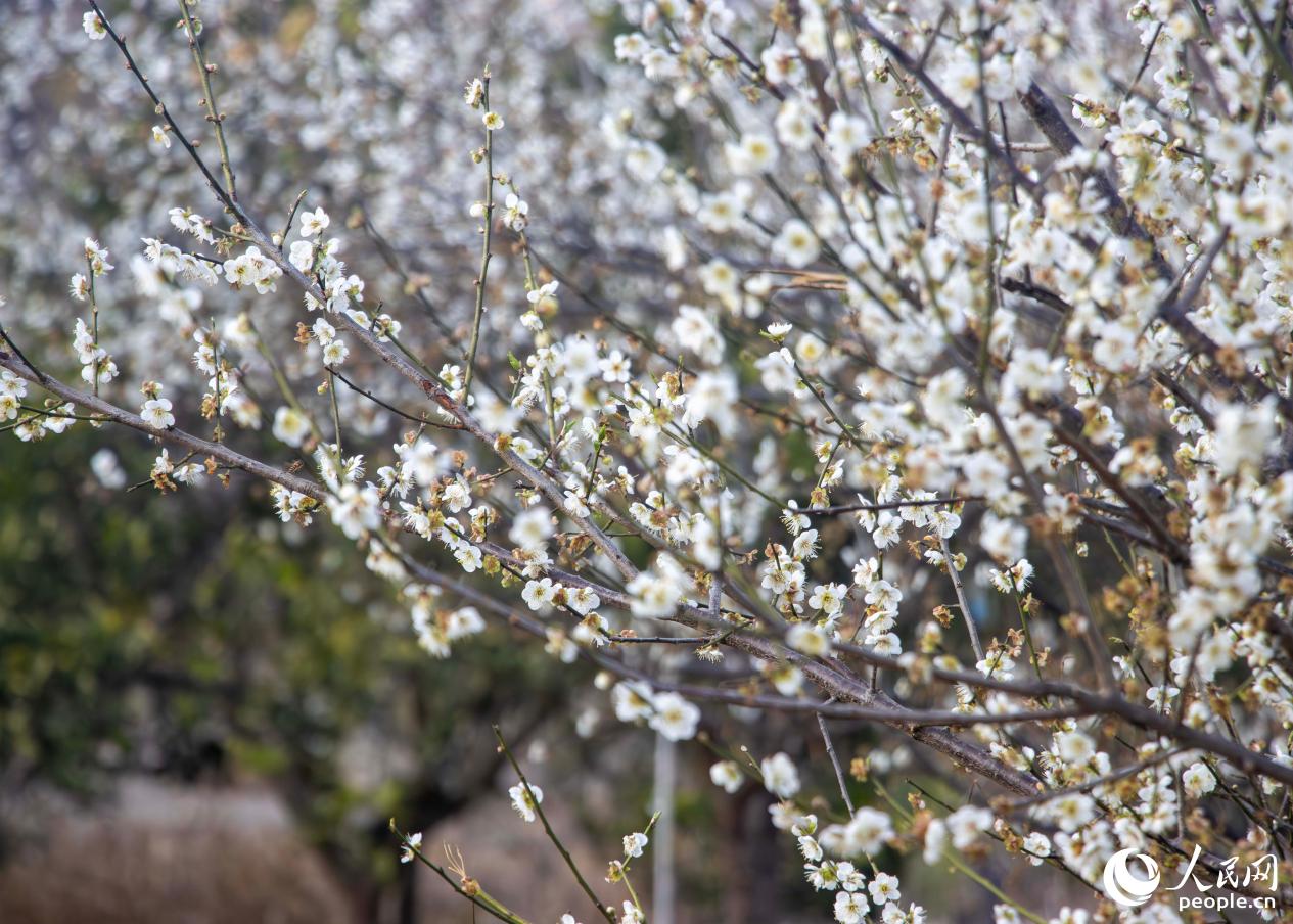 白梅覆盖枝头