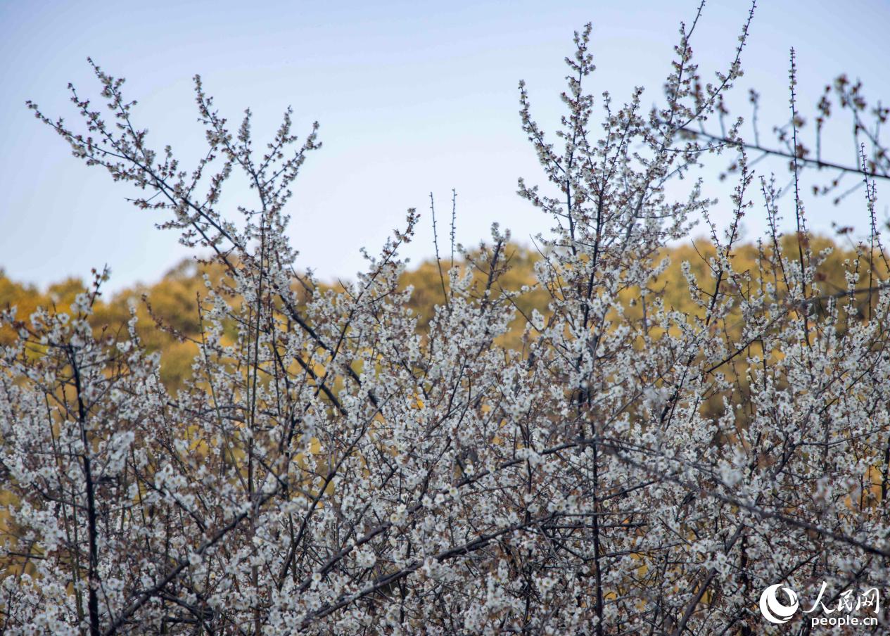 福州永泰的梅花盛景