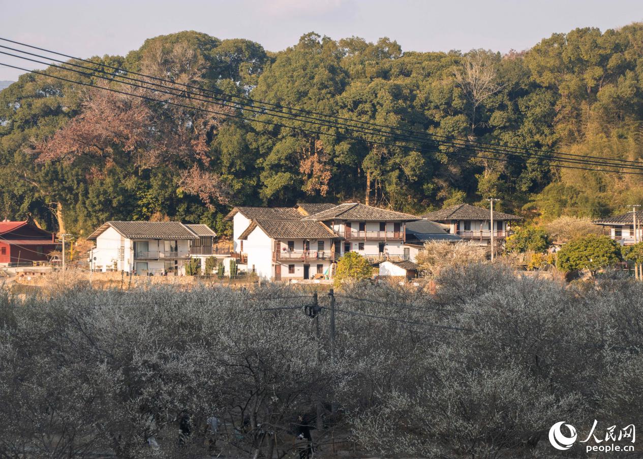 葛岭镇的梅花盛景