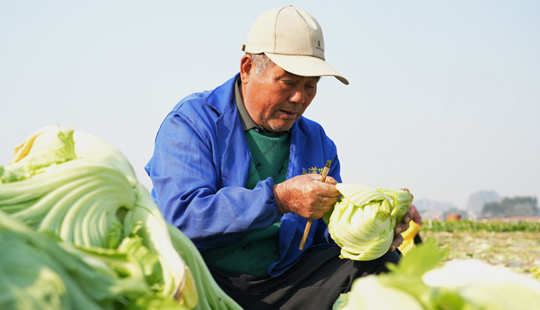 贺州市八步区：冬菜丰收添暖色