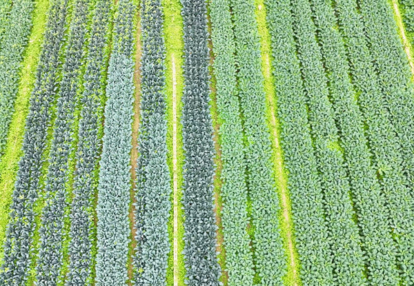 羽衣甘蓝种植基地。