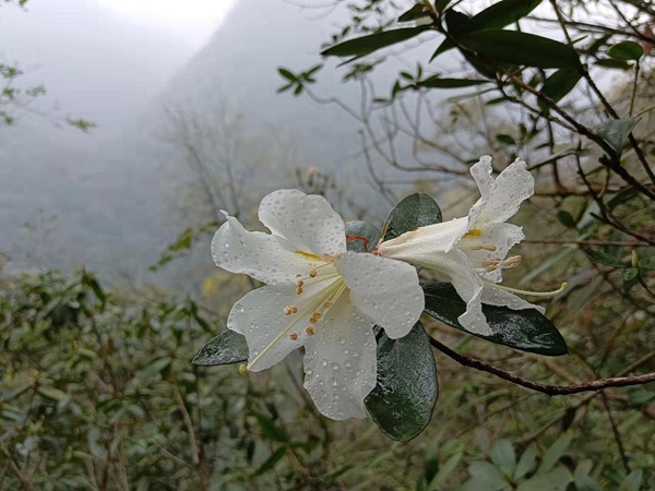 木论杜鹃。