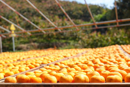 黨建賦能“黃金果”破題“出圈”