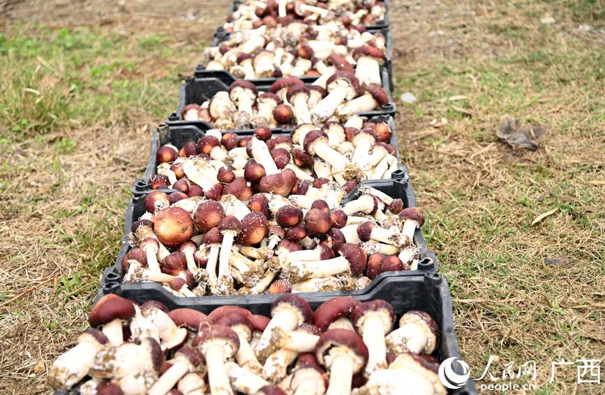 刚采摘下来的新鲜赤松茸。