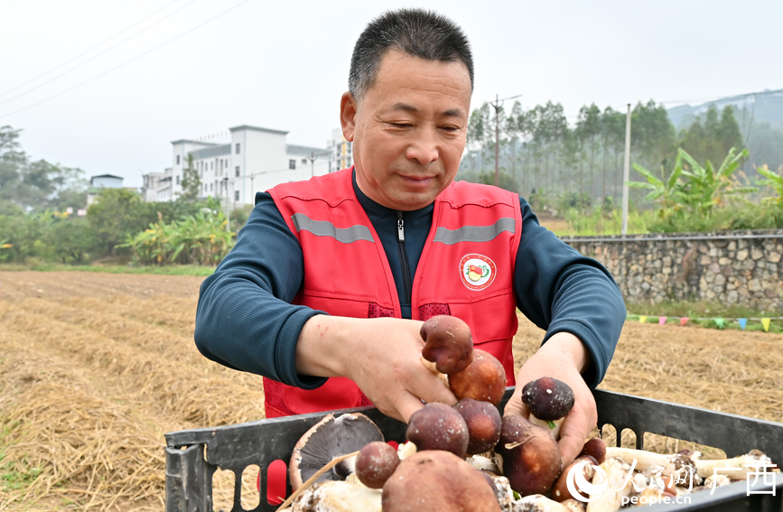 第一书记陈作文正在分拣赤松茸。