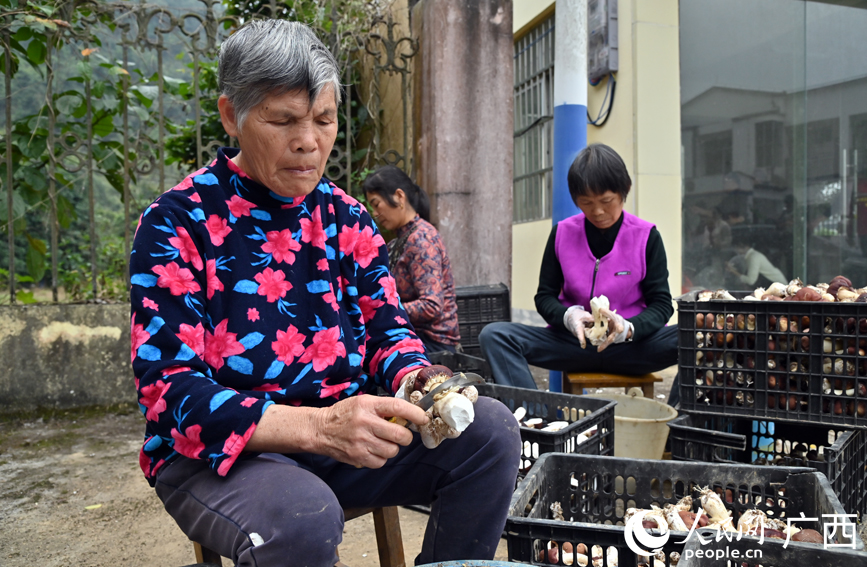 群众正在对新鲜的赤松茸进行清洗切片。