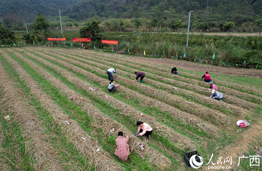 在巴兰村赤松茸种植基地，群众正在采收赤松茸。