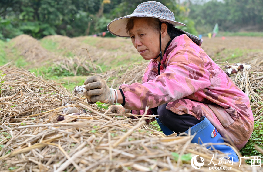 群众正在采收赤松茸。