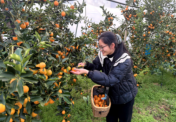 圖為群眾正在採摘金桔。