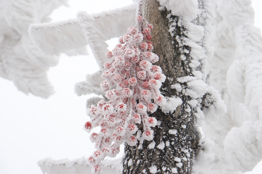 红色果实裹上冰晶外衣，美丽动人。