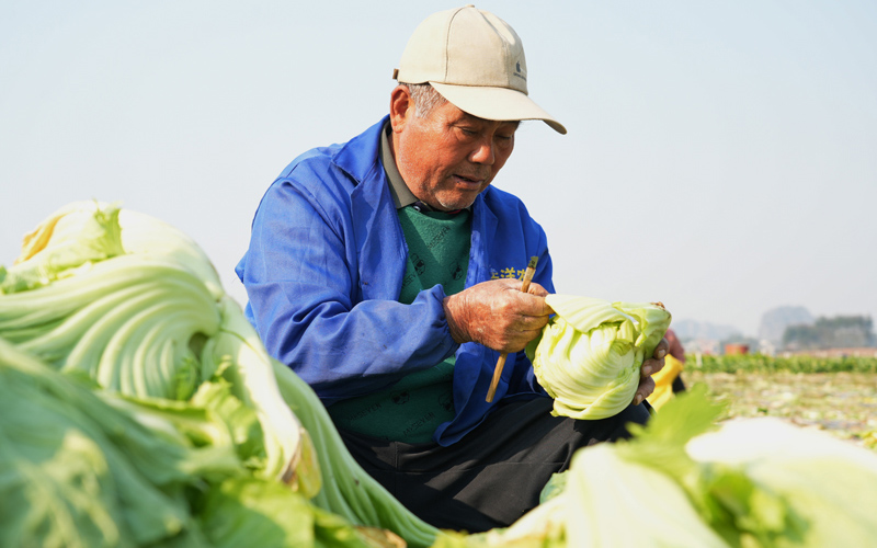 八步区：冬菜丰收添暖色