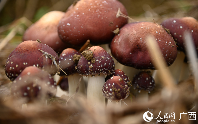 大新那岭：冬日“菌王”破土 沃野“红伞”生金