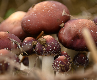 冬日“菌王”破土 沃野“红伞”生金