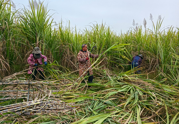 村民正在忙着砍甘蔗。