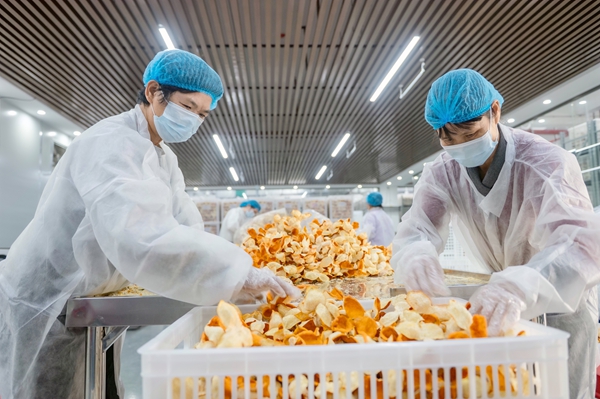 工人正在将陈皮分检进仓。苏科文摄