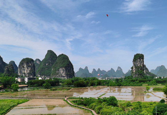 阳朔镇鸡窝渡村的土地流转后，零散的“豆腐块”变成了成片水稻田。