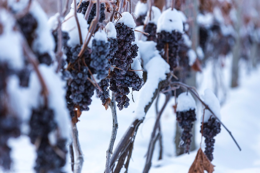 鸭绿江河谷的葡萄藤上悬挂着串串深紫