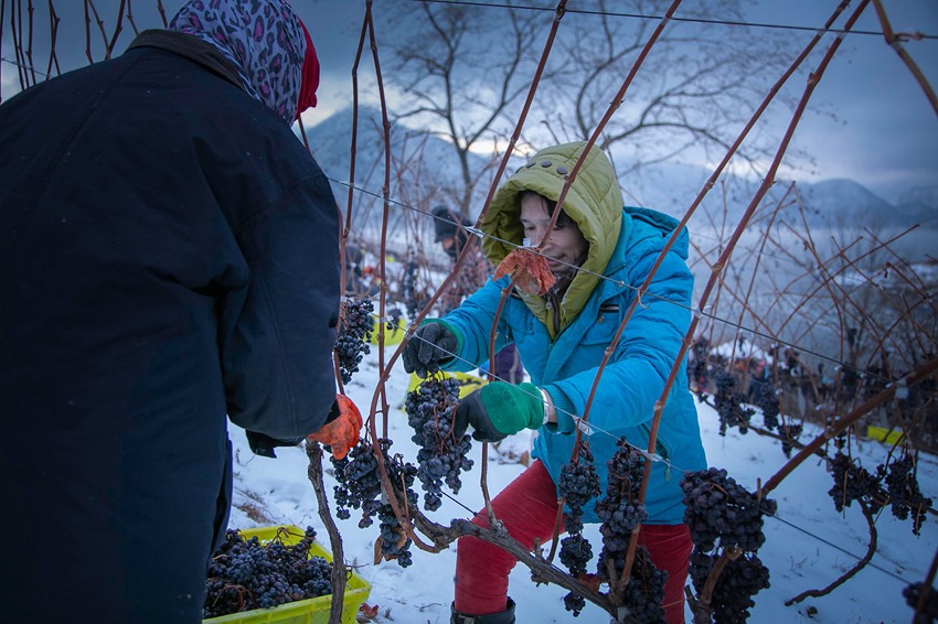 工人采收葡萄场景