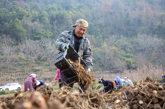 工人正在把挖好的中药材进行分类。杨啟建摄