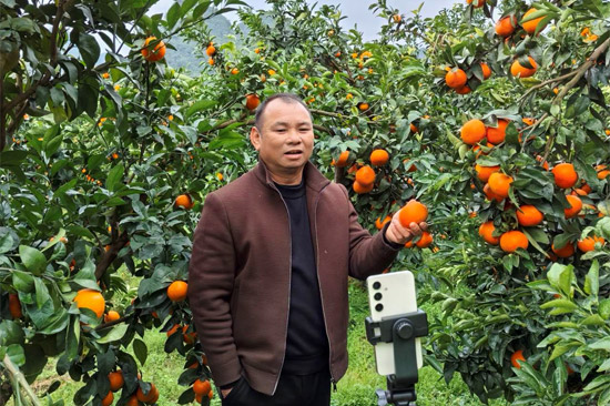 零售户在果园中直播 黎社友摄