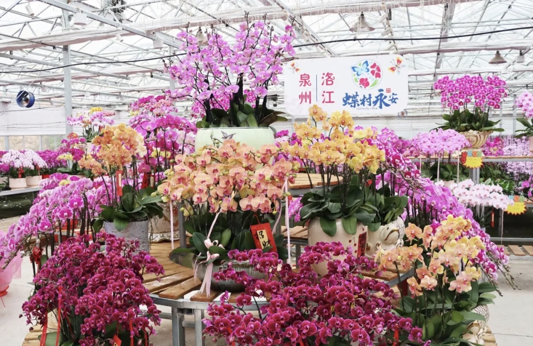 洛江区马甲镇永安村蝴蝶兰种植基地