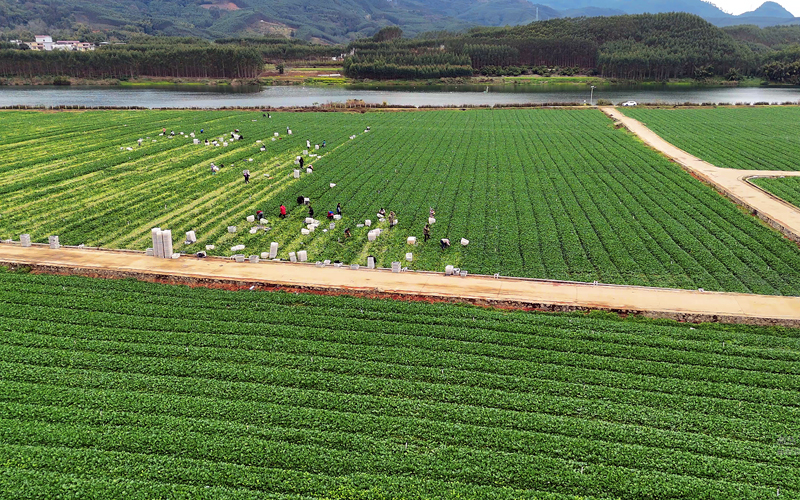 江口乡丹竹村蔬菜种植基地。